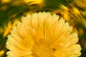 Blume_DDB1649-1 Kopie-1
